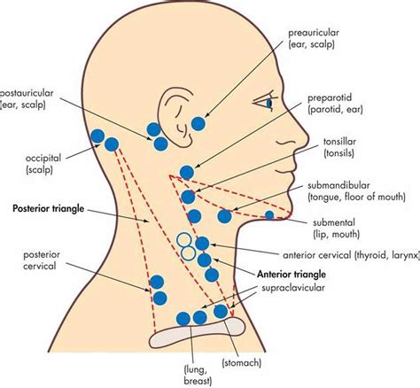 leuke lymfekliere in neck.